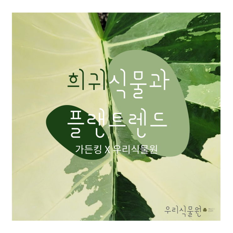 [우리식물모임] 가든킹님과 함께하는 '희귀식물과 플랜트렌드' 식물모임 후기(1)(feat.알로카시아 프라이덱)