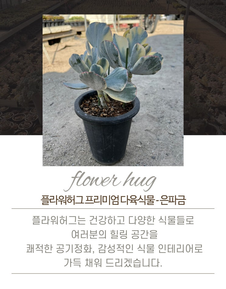  프리미엄 다육이 은파금 묵은둥이