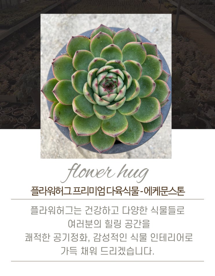  프리미엄 다육이 에케문스톤 묵은둥이