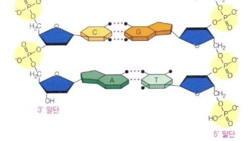 DNA추출- 전기영동 실험보고서 : 네이버 블로그