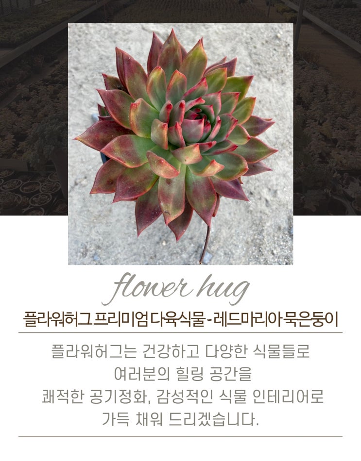  프리미엄 다육이 레드마리아 묵은둥이