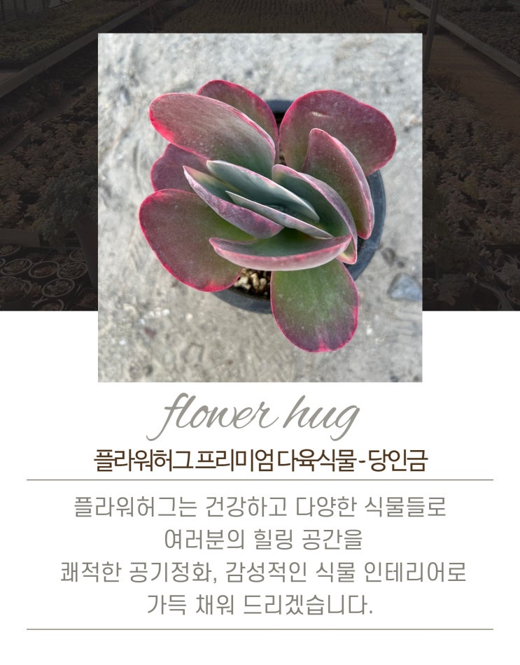  프리미엄 다육이 당인금 묵은둥이