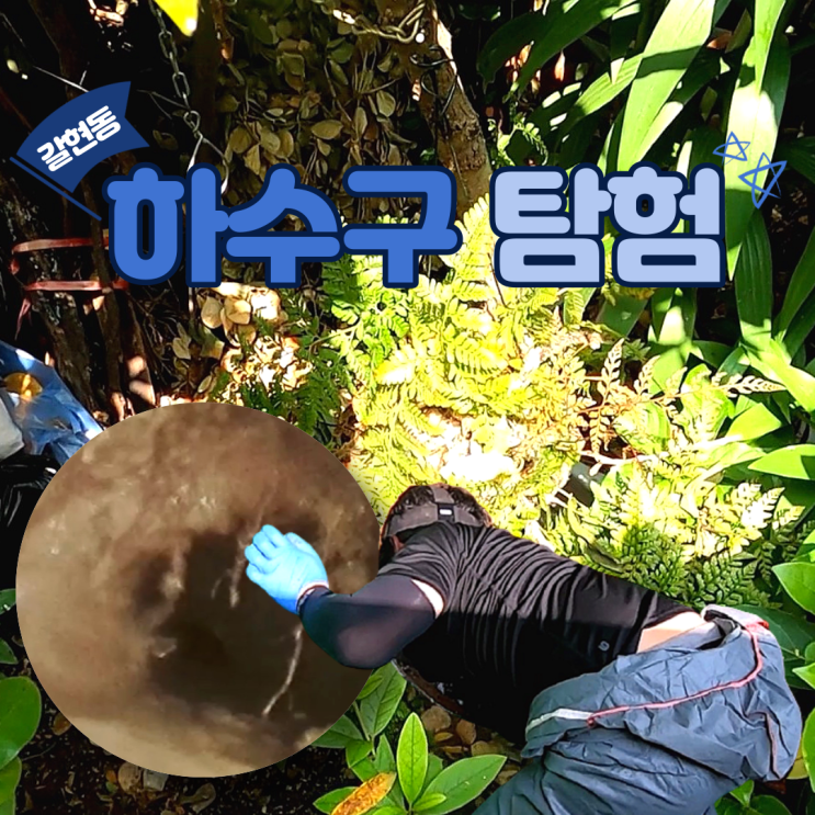  은평구 갈현동 하수구 막힘. 정글 탐험