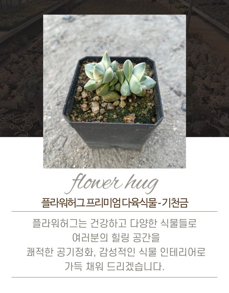  프리미엄 다육이 기천금 묵은둥이
