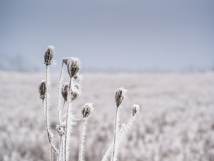 추울때 자라는 서리 내성 식물 추위에 강한 식물 13 종류