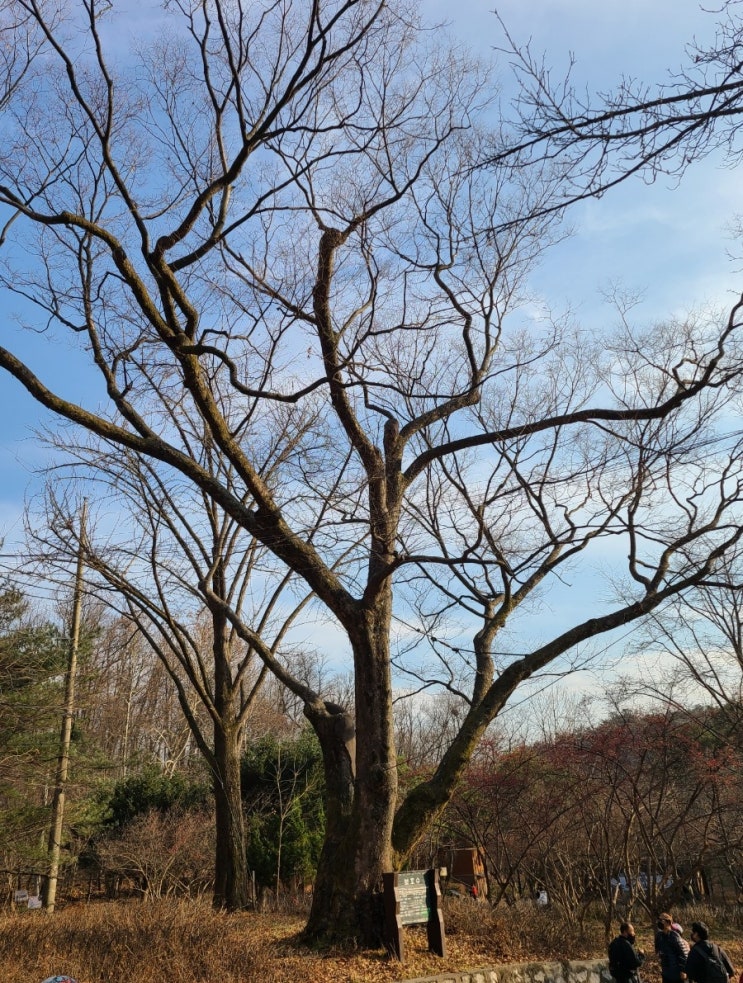 서울 여행, 도봉구 광륜사 은행나무, 느티나무(보호수, 고유번호: 서10-4, 서10-5)