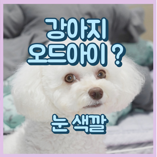  강아지 눈 색깔 오드아이 푸들