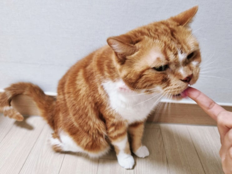  고양이 무는 버릇 어렸을 때 고쳐야 하는 이유와 올바른 교육 방법