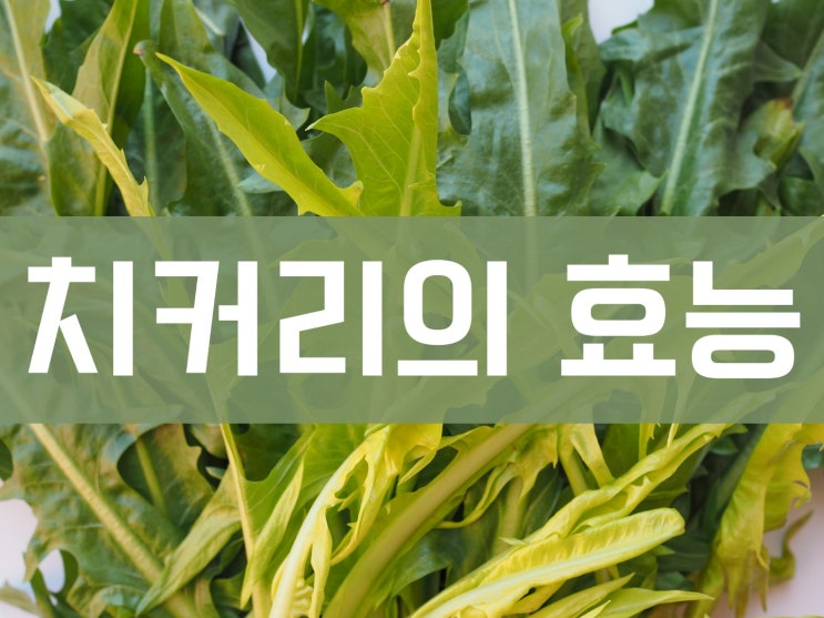  간 기능과 간염에 좋은 음식 치커리의 효능과 겉절이