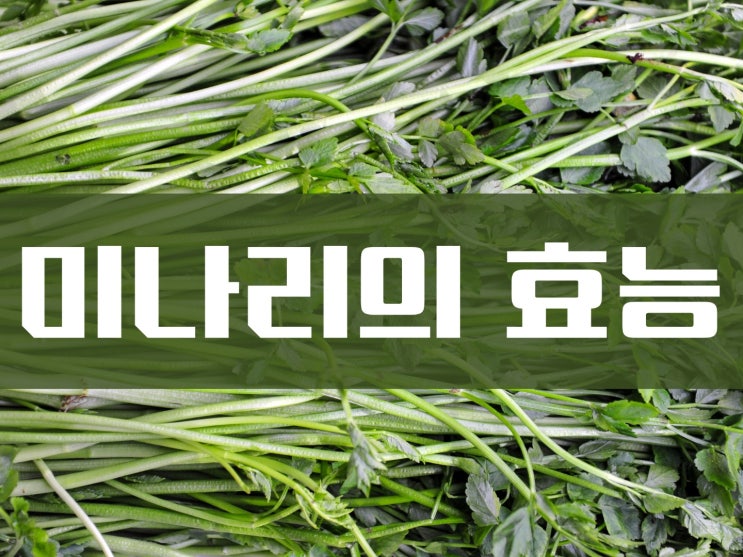  간 기능과 간경화 개선에 좋은 음식 미나리의 효능과 삼겹살