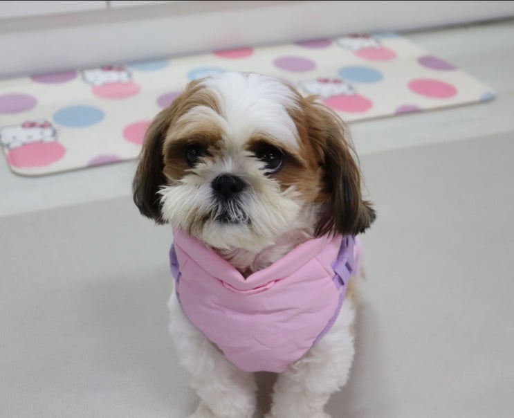  강아지 발열패딩 하네스 리마이독, 이쁘고 따뜻하개