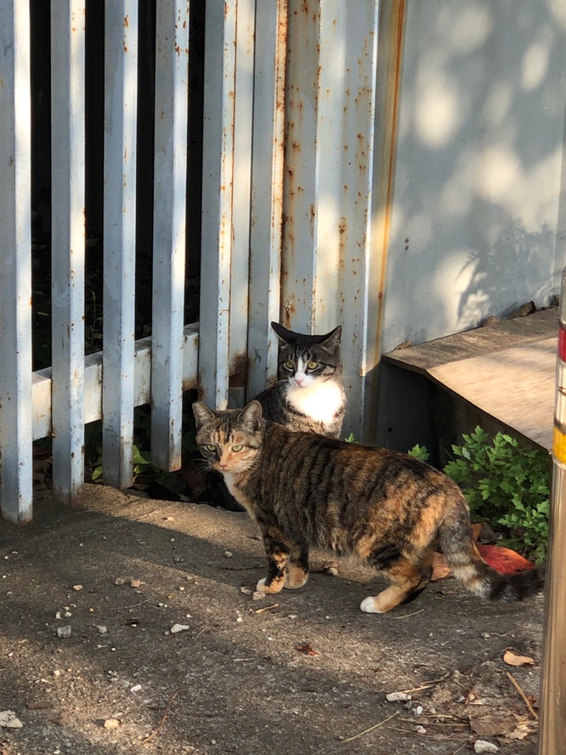 nov : 네이버 블로그, image size:800x1067