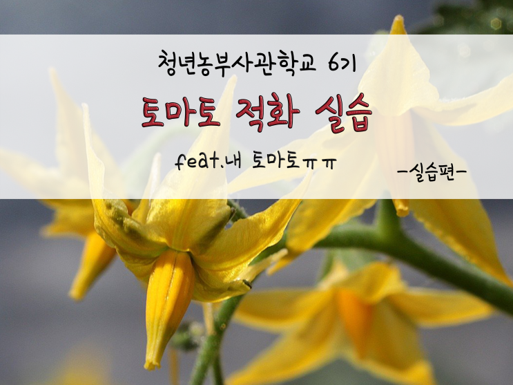  청년농부사관학교 6기_토마토 적화 실습_211130