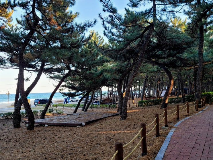 캠핑과 바다를 동시에 즐길 수 있는 강릉 연곡해변  솔향기 캠핑장