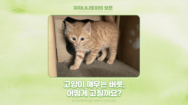  고양이 깨무는 행동 고치는 방법이 있나요? 수백 번 검색해 보고 직접 씁니다!