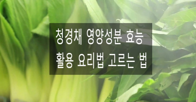  청경채 영양성분 효능 (ft. 고르는 법 손질 보관 방법) 주스 찜 볶음 겉절이
