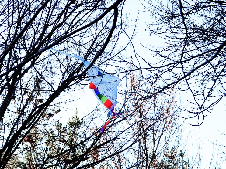  나뭇가지에 걸린 연 - 다 잘 될 것 같아