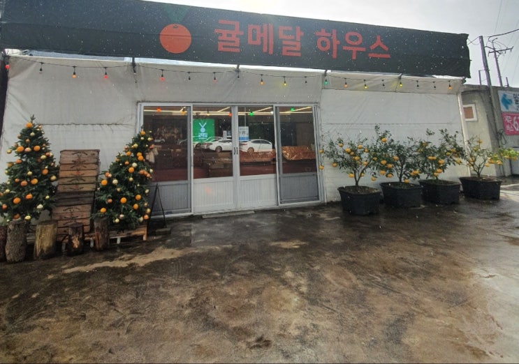 [제주 여행] 귤메달하우스에서 황금향 구매 후기 #11