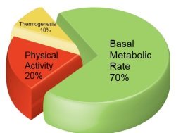 기초대사량(basal metabolism), 기초 대사율(Basal Metabolic Rate), 실제로 필요한 일일 칼로리양 계산하기