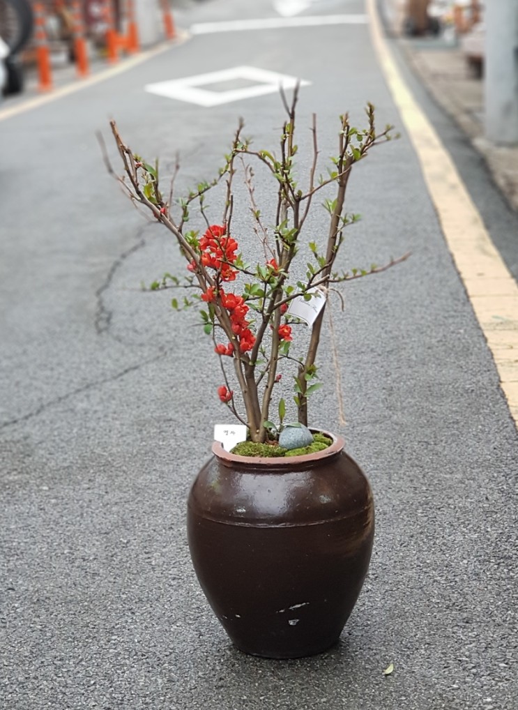 [부산 대신동 꽃집 빌데플레르] - 동양적 무드의 명자나무 화분