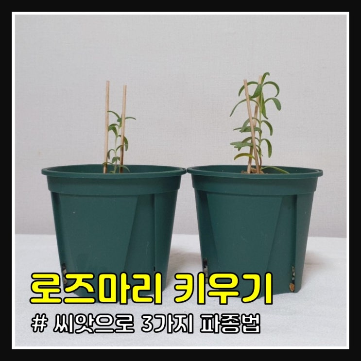  로즈마리 씨앗부터 키우기 (+ 3가지 파종 비교)
