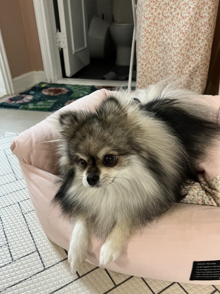  꾸꾸의 편안한 포즈