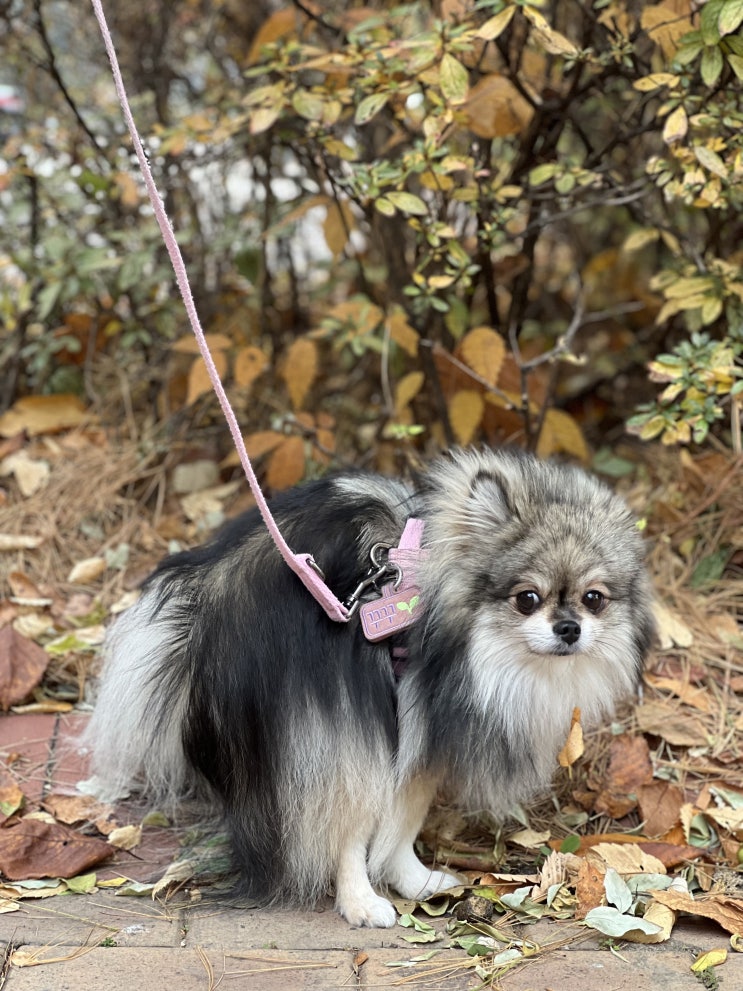  꾸꾸와 산책가기