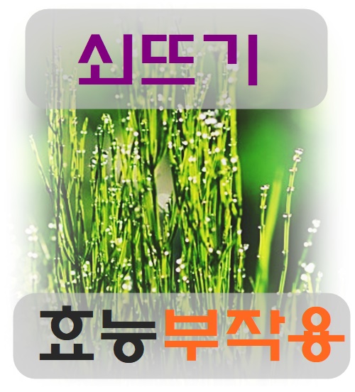  쇠뜨기 다양한 효능과 부작용