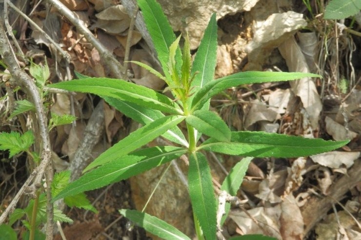 탁주와 삽 캐기 6