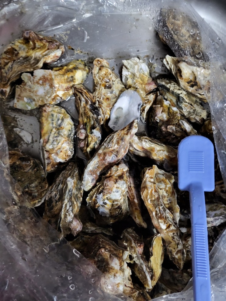  (우리집이 맛집)속이 꽉차고 달달한 석화를 쪄먹쟈(손질, 조리법)