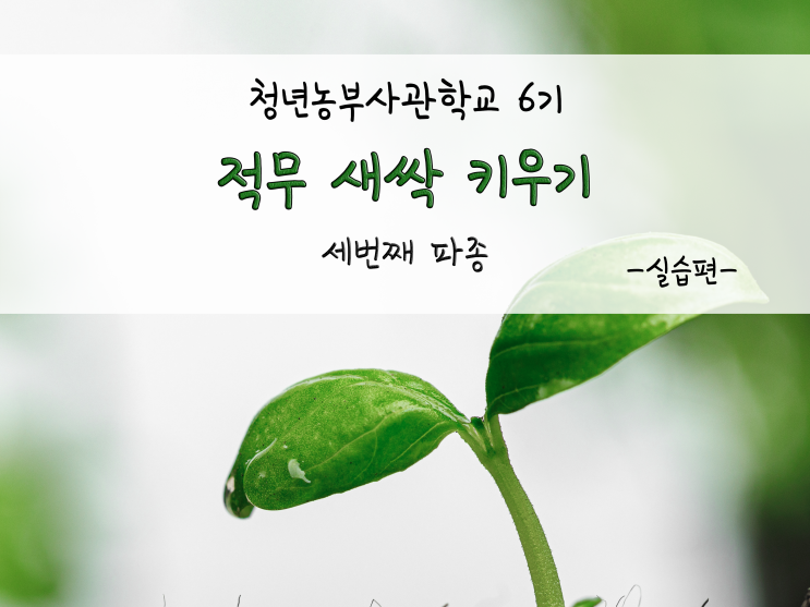  적무 새싹 키우기_세번째 파종_211201