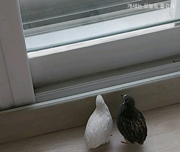  직박구리 생각