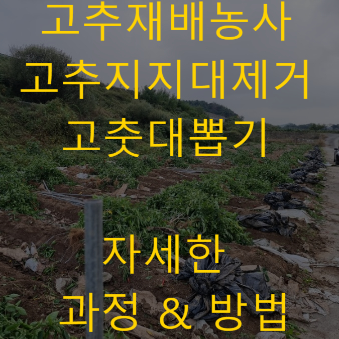  청양 고추재배농사 고추지지대제거 고춧대뽑기 방법