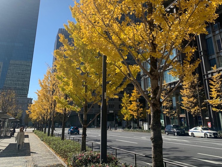【일본일상】 도쿄에도 가을이 찾아왔네
