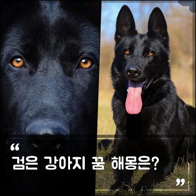 검은 강아지꿈 해몽, 검정 개는 불길하다?