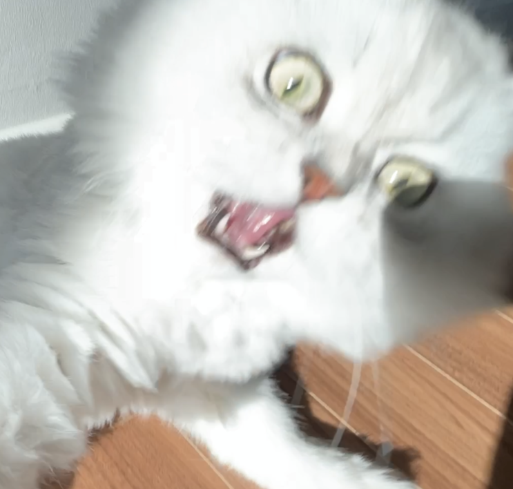  오늘의 로이