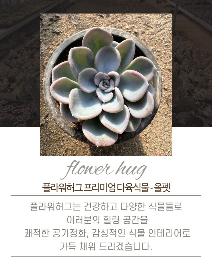  프리미엄 다육이 올펫 묵은둥이