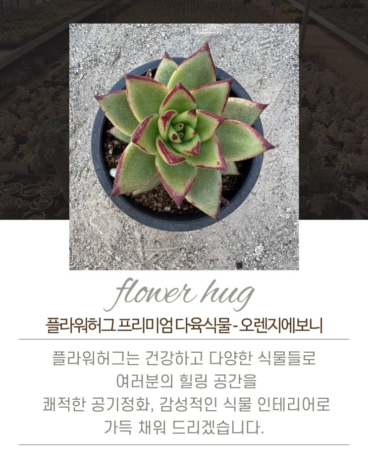  프리미엄 다육이 오렌지에보니 묵은둥이