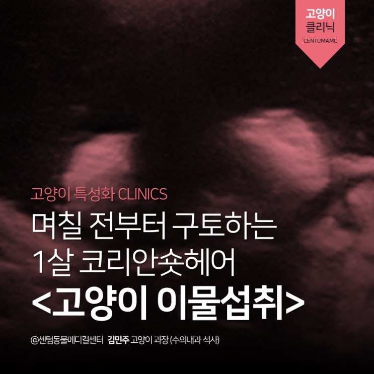  1살 코리안숏헤어 <고양이 이물섭취> (부산 365일 고양이병원 센텀동물메디컬센터 수영점)
