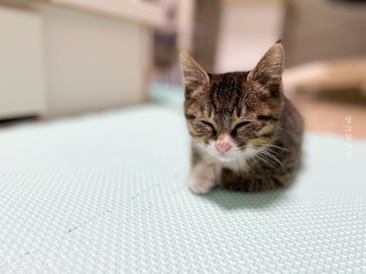  새끼 고양이 예방접종 시기, 꼬복이 첫 접종받은날