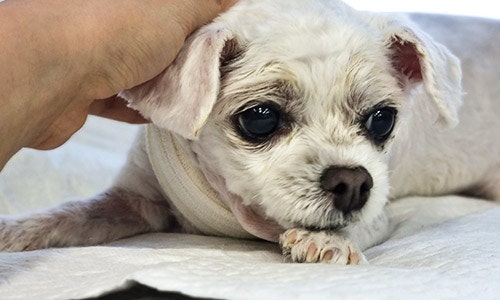 강아지에게 자주 발생하는 슬개골 탈구! 원인과 증상, 수술방법까지 알려드릴게요!