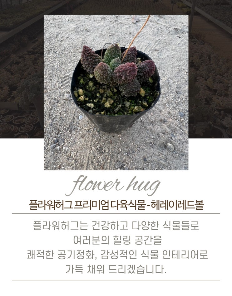  프리미엄 다육이 헤레이레드볼 묵은둥이