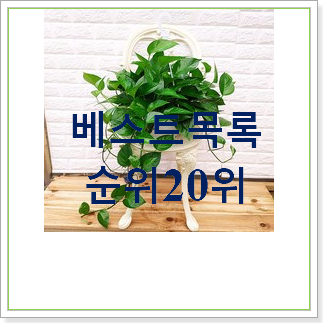  혜자템 넝쿨식물 상품 BEST 성능 랭킹 30위