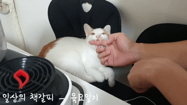  <2인2묘 라이프> 2021. 11. 30.~12. 1. 사고뭉치 고양이들!