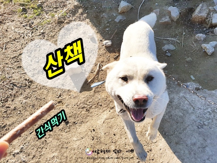  [반려동물] 진돗개 설이와 봄이 간식먹고 산책하기