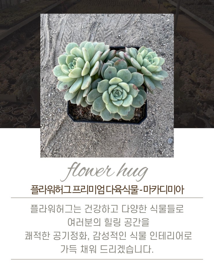  프리미엄 다육이 마카디미아 묵은둥이
