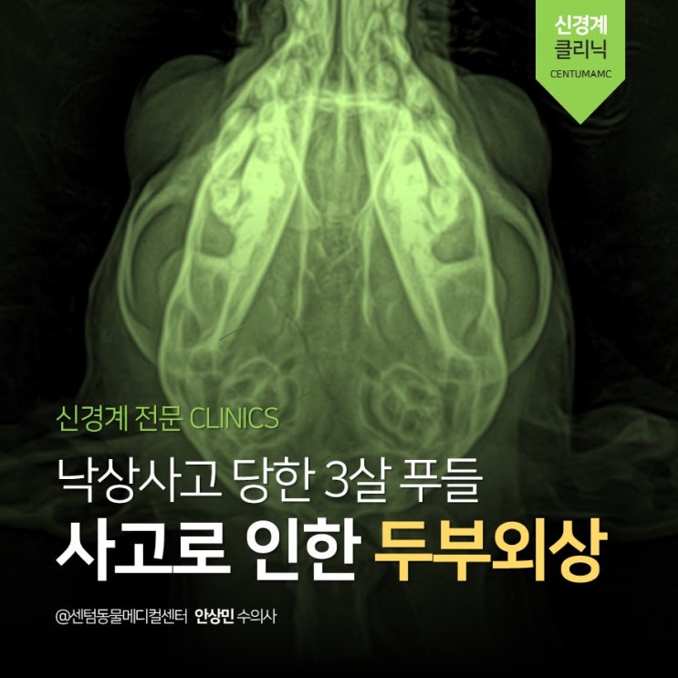  3살 푸들, 낙상으로 인한 <두부외상> (부산 24시 강아지 응급진료 동물병원 센텀동물메디컬센터)