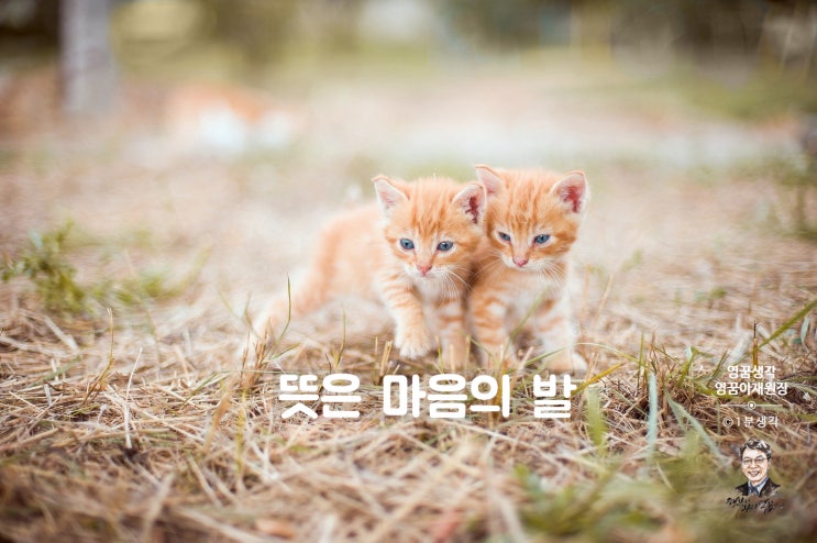  말의 힘, 말은 마음의 발