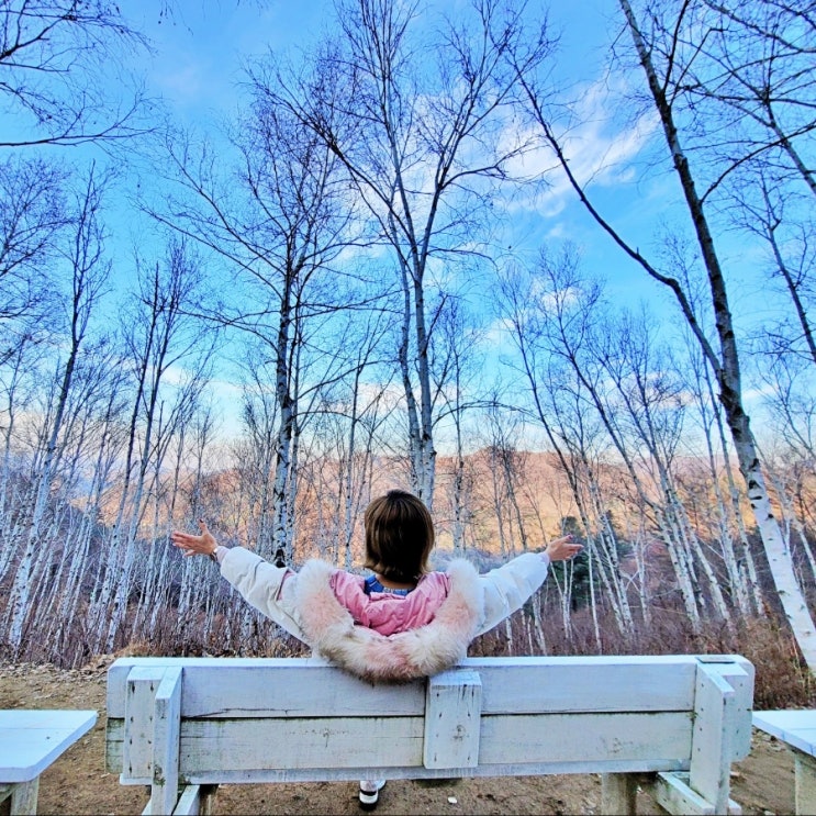  양평서후리숲 자작나무 bts시즌그리팅 촬영지