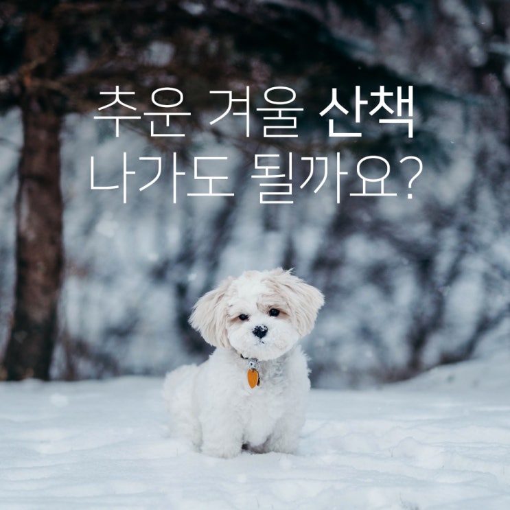  [강아지 키우기] 강아지 추운날, 겨울 산책 꿀팁